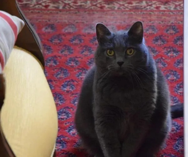 Couette-café La Scelta